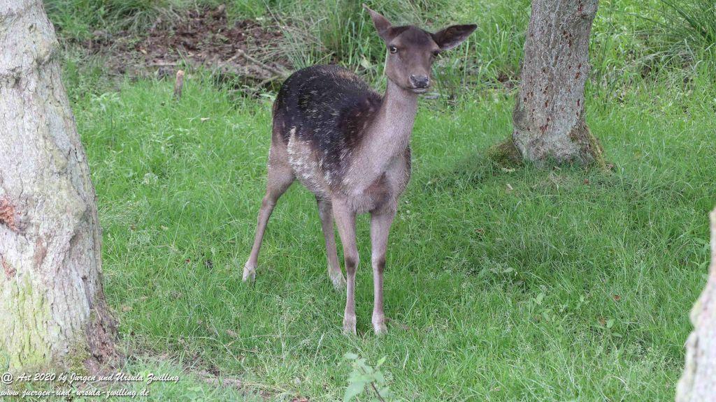 Hochwildschutzpark Rheinböllen - Hunsrück