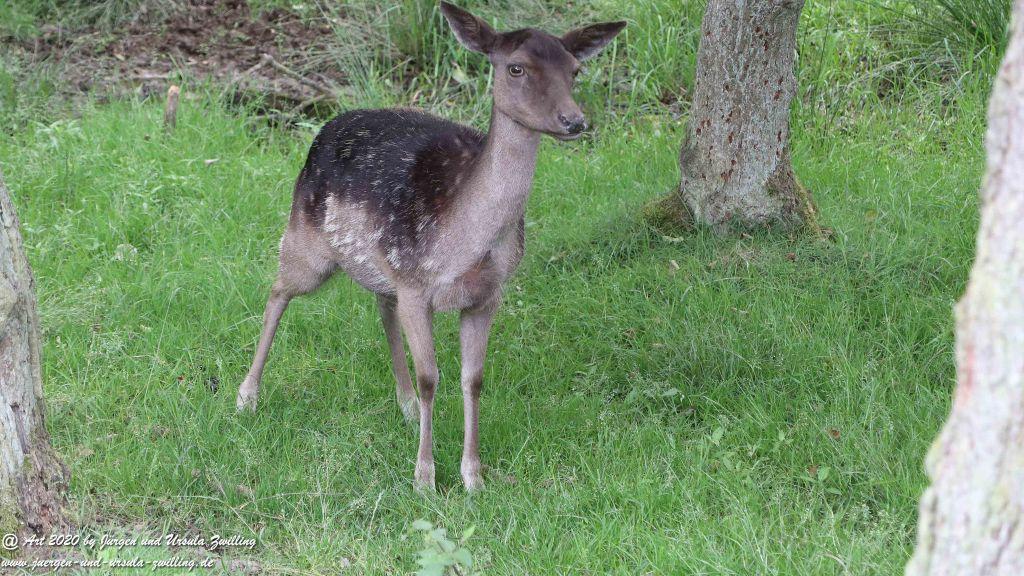 Hochwildschutzpark Rheinböllen - Hunsrück