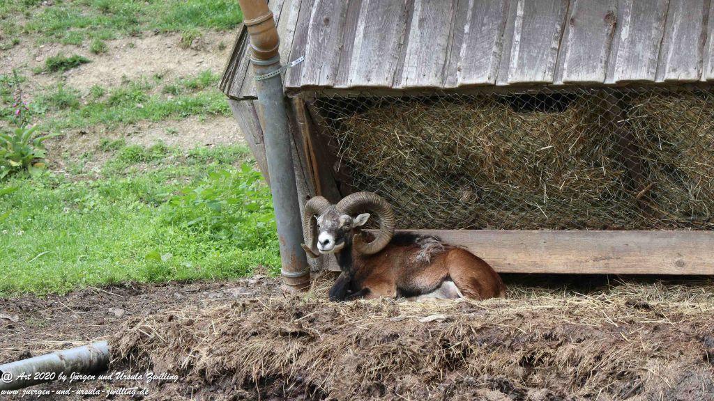 Hochwildschutzpark Rheinböllen - Hunsrück