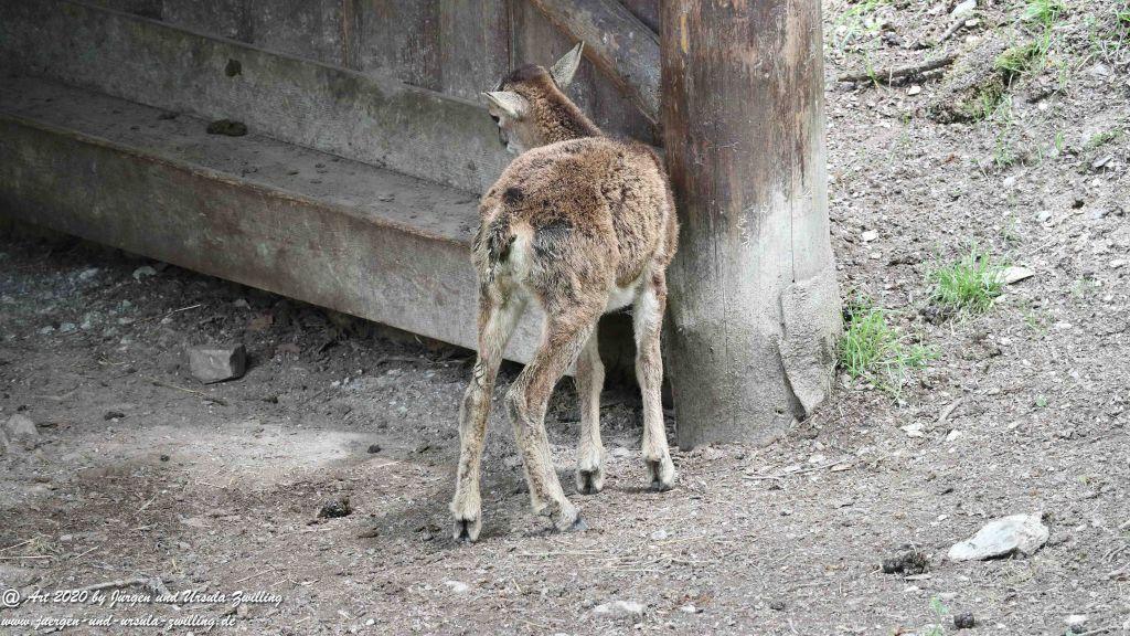 Hochwildschutzpark Rheinböllen - Hunsrück