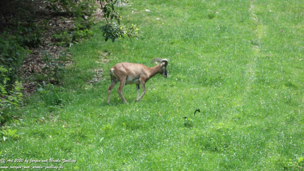 Hochwildschutzpark Rheinböllen - Hunsrück