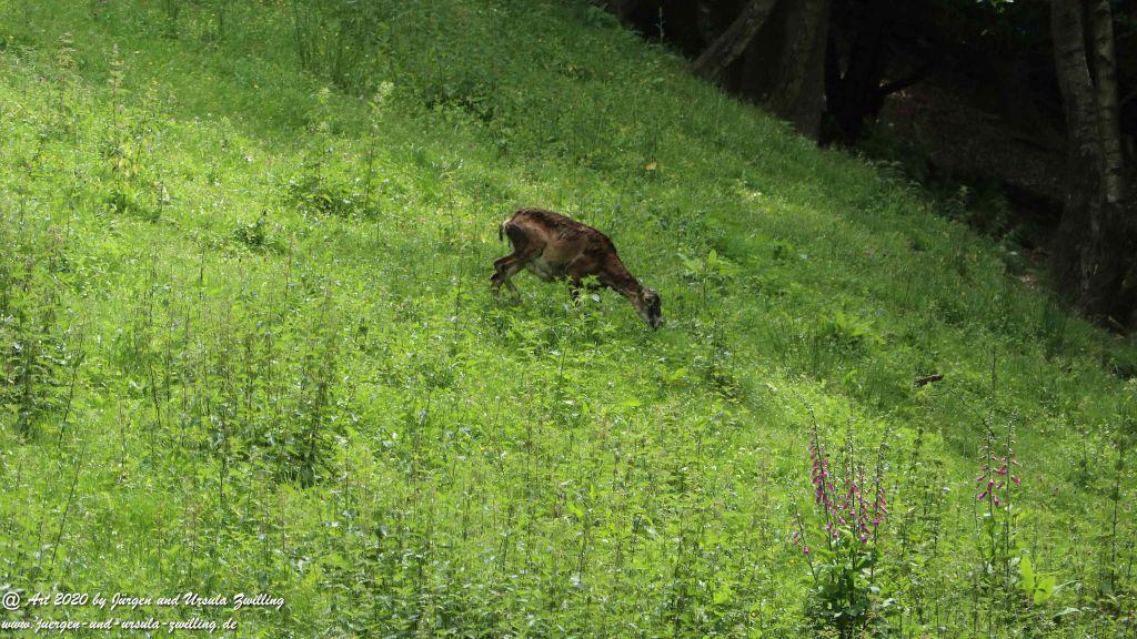 Hochwildschutzpark Rheinböllen - Hunsrück