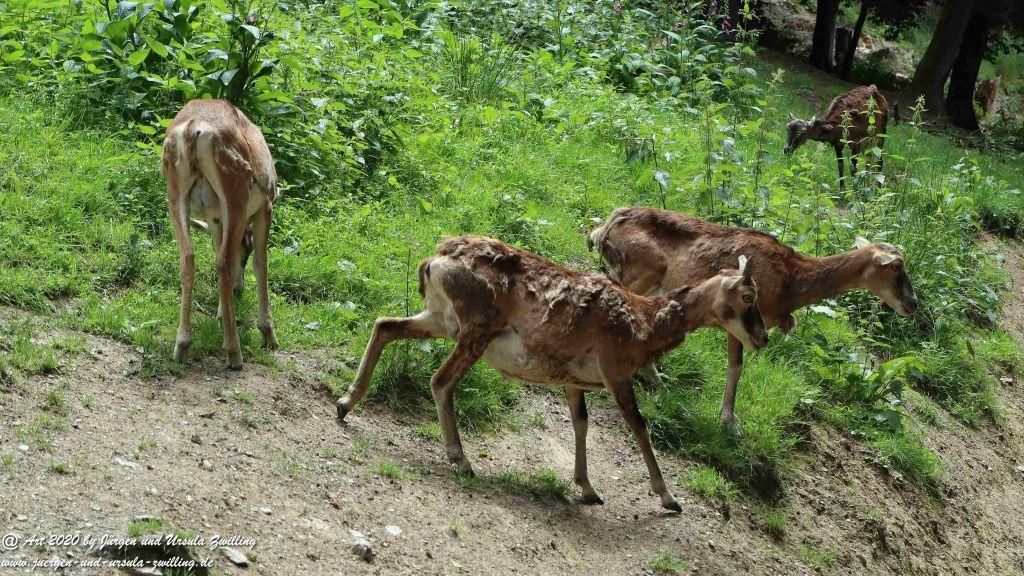 Hochwildschutzpark Rheinböllen - Hunsrück