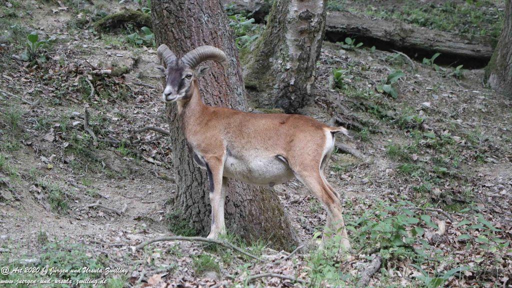 Hochwildschutzpark Rheinböllen - Hunsrück