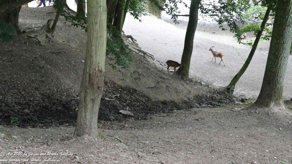 Hochwildschutzpark Rheinböllen - Hunsrück