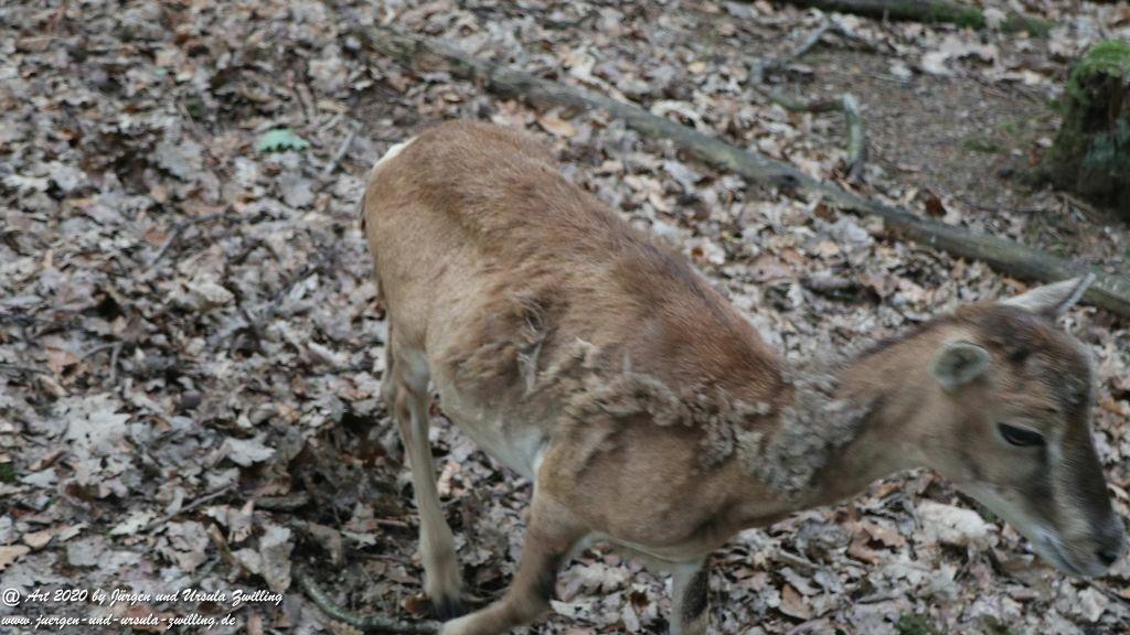 Hochwildschutzpark Rheinböllen - Hunsrück