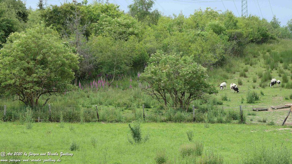 Hochwildschutzpark Rheinböllen - Hunsrück