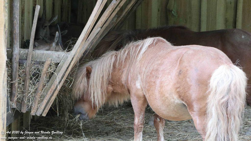 Hochwildschutzpark Rheinböllen - Hunsrück