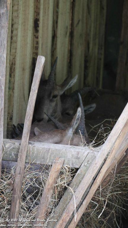 Hochwildschutzpark Rheinböllen - Hunsrück