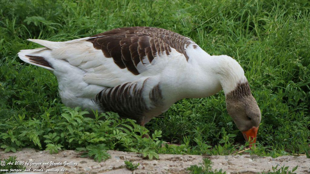 Hochwildschutzpark Rheinböllen - Hunsrück