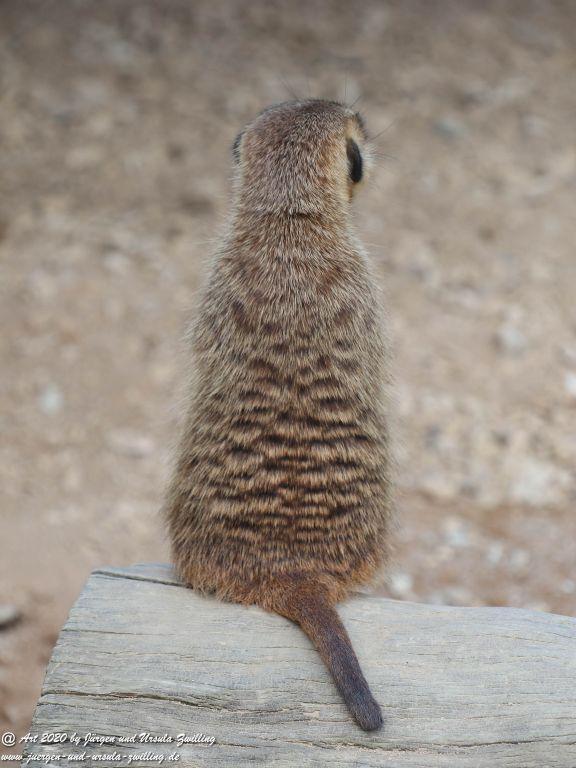 Hochwildschutzpark Rheinböllen - Hunsrück