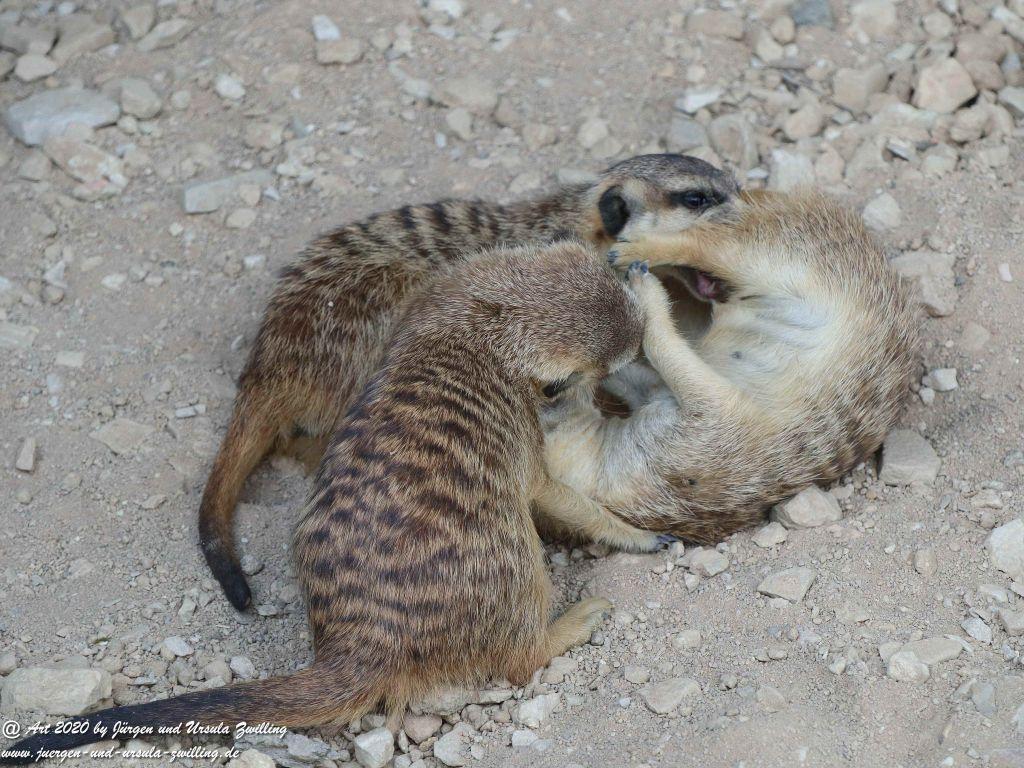 Hochwildschutzpark Rheinböllen - Hunsrück