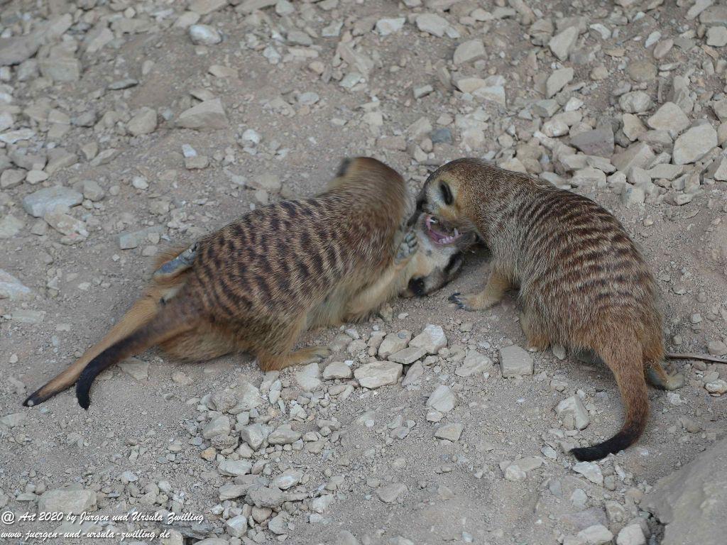 Hochwildschutzpark Rheinböllen - Hunsrück
