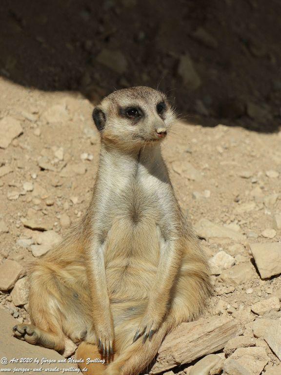 Hochwildschutzpark Rheinböllen - Hunsrück