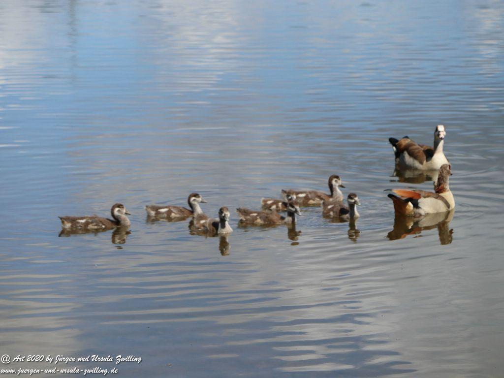 Hochwildschutzpark Rheinböllen - Hunsrück