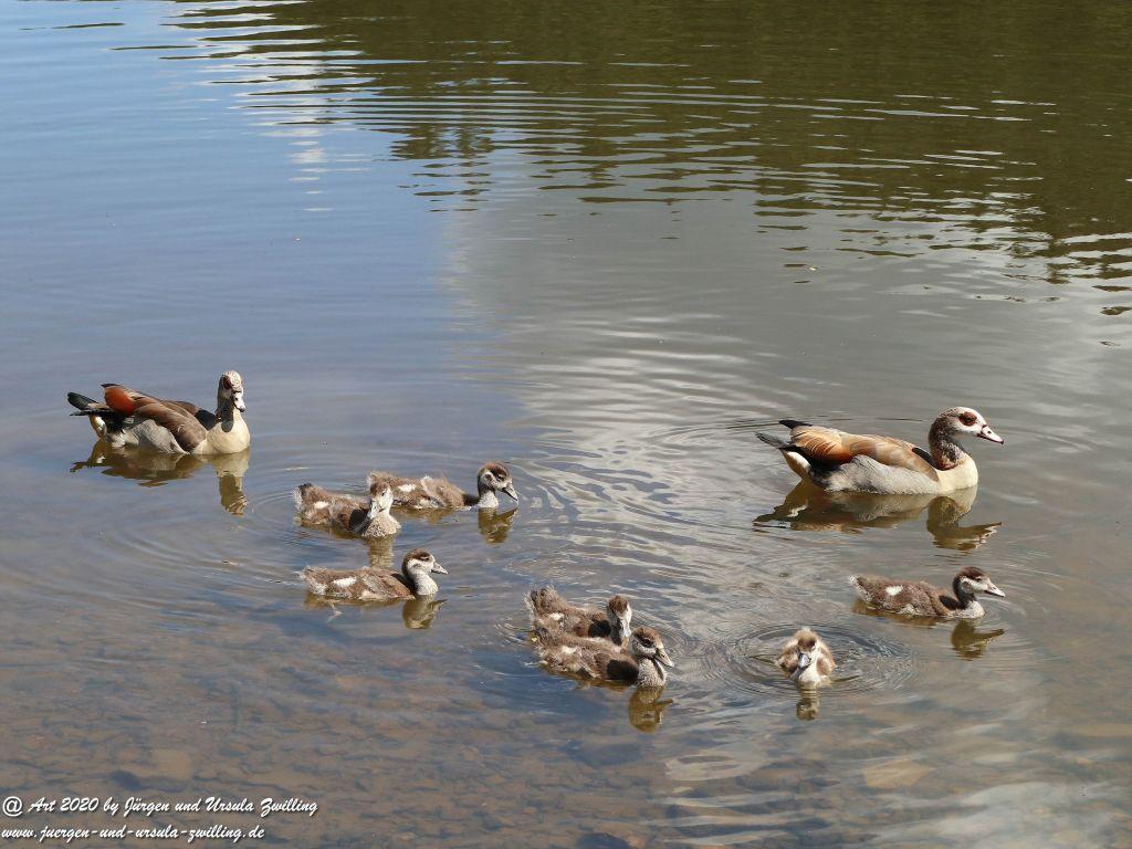 Hochwildschutzpark Rheinböllen - Hunsrück