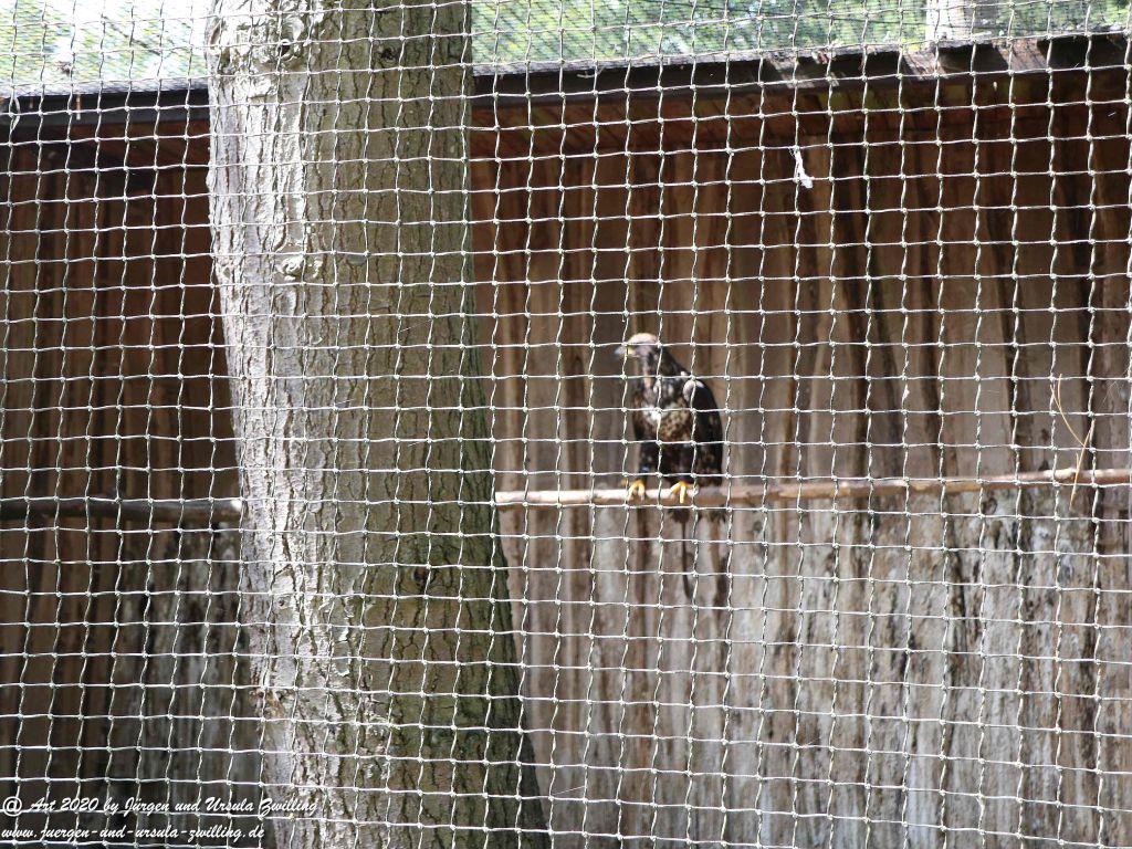 Hochwildschutzpark Rheinböllen - Hunsrück