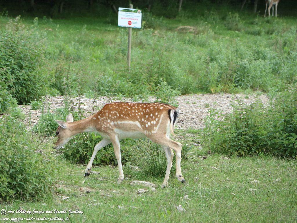 Hochwildschutzpark Rheinböllen - Hunsrück