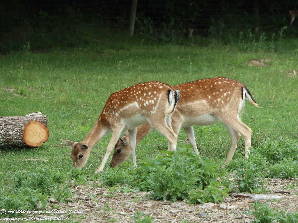 Hochwildschutzpark Rheinböllen - Hunsrück