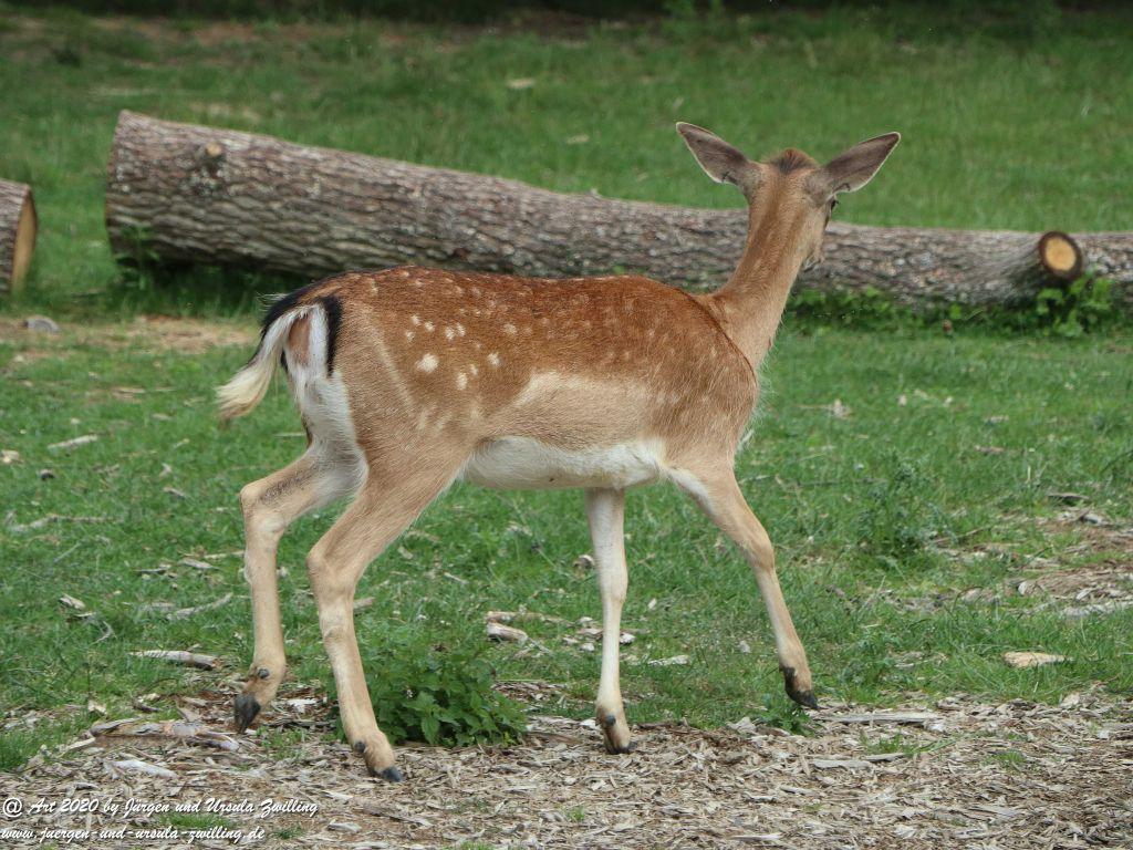 Hochwildschutzpark Rheinböllen - Hunsrück