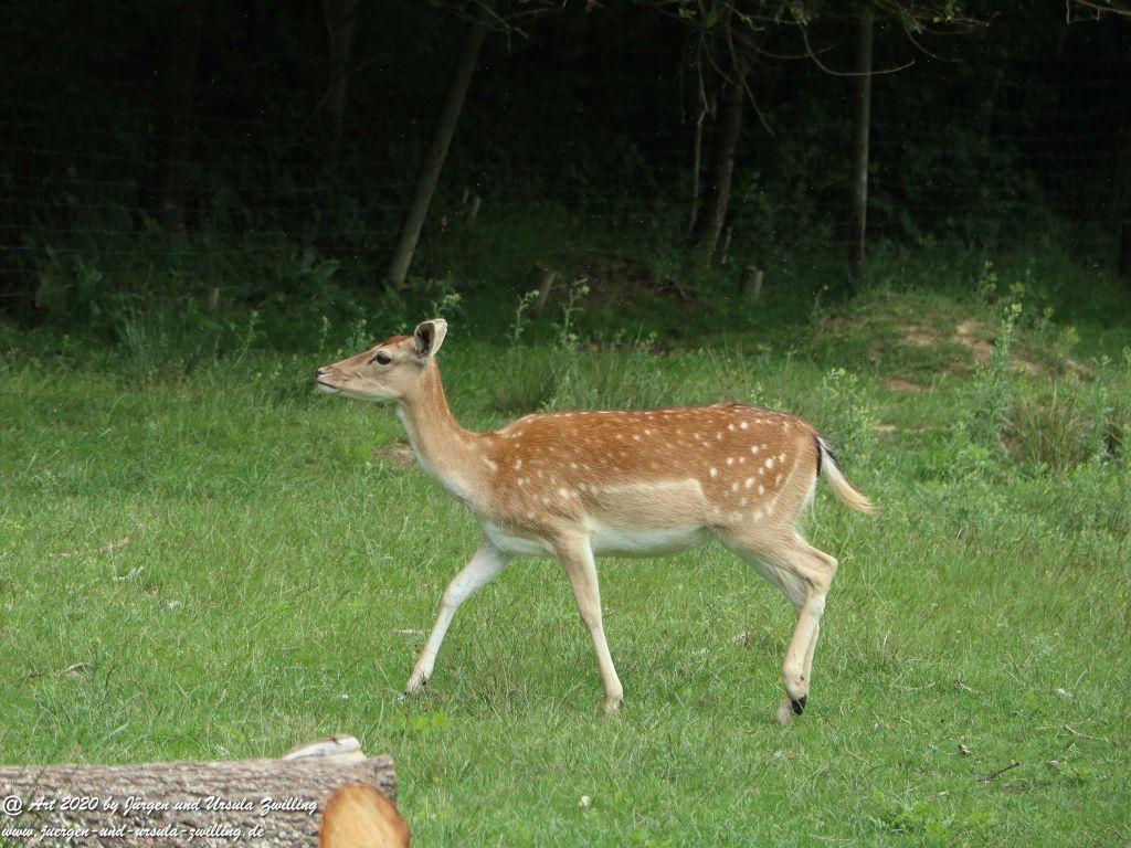 Hochwildschutzpark Rheinböllen - Hunsrück
