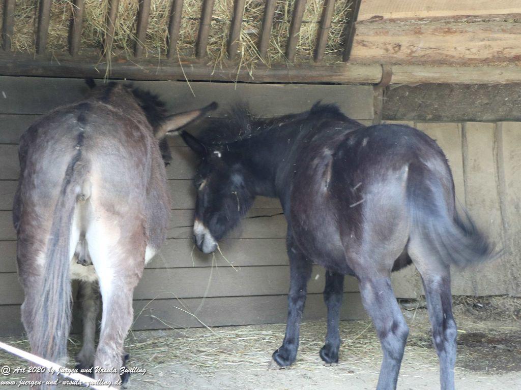 Hochwildschutzpark Rheinböllen - Hunsrück