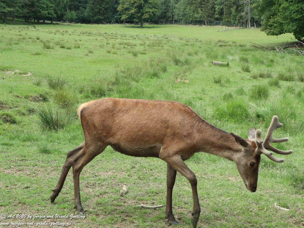 Hochwildschutzpark Rheinböllen - Hunsrück