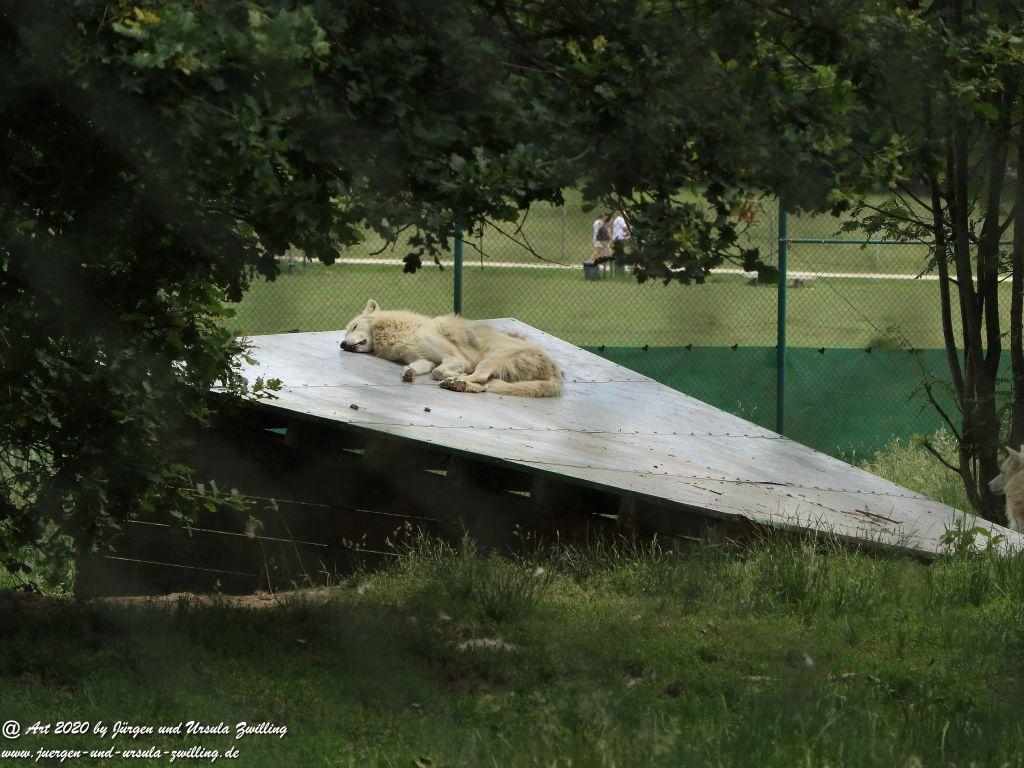 Hochwildschutzpark Rheinböllen - Hunsrück