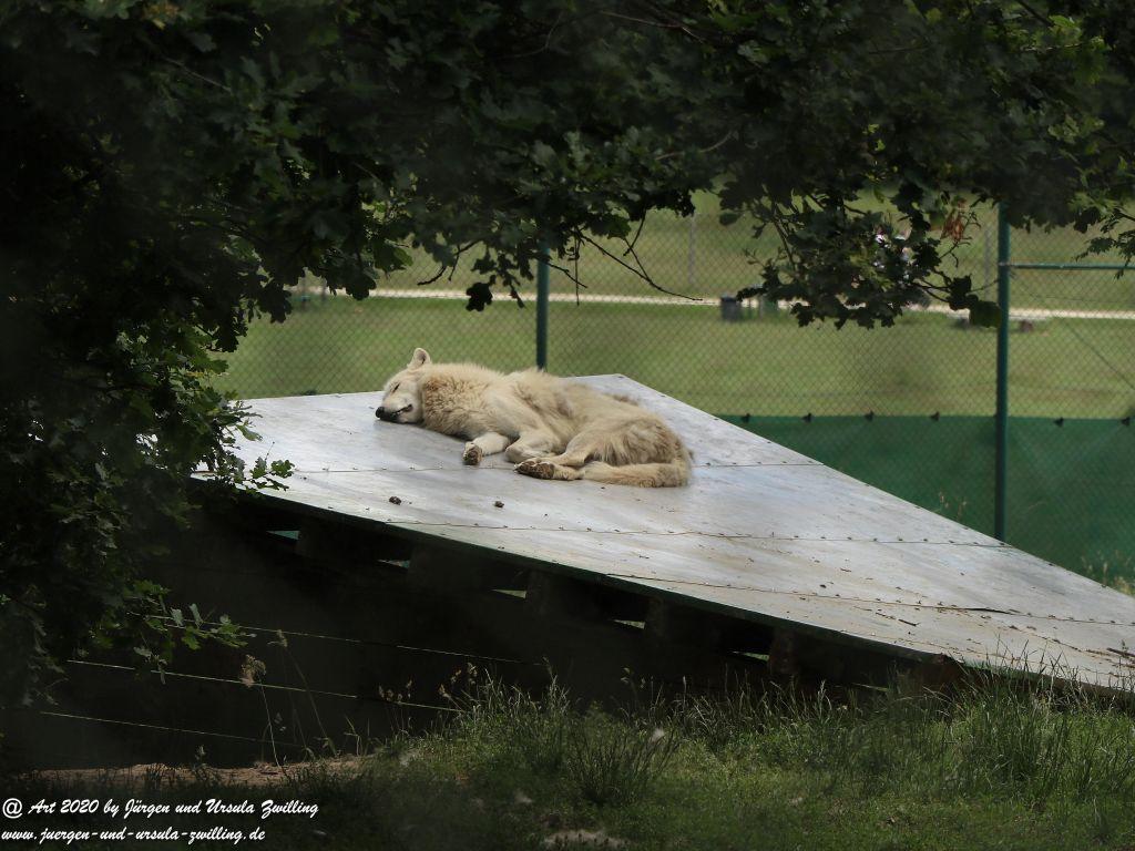 Hochwildschutzpark Rheinböllen - Hunsrück