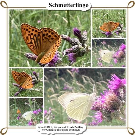 Schmetterlinge - Ober Olmer Wald - Rheinhessen