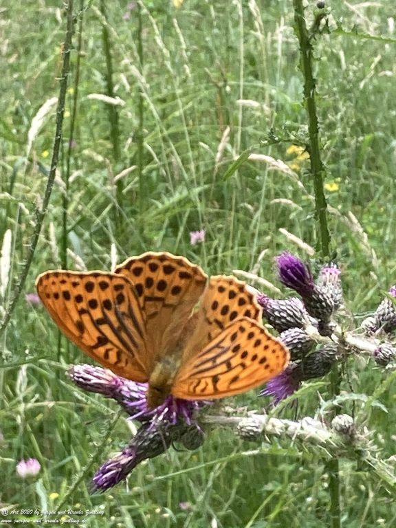 Schmetterlinge - Ober Olmer Wald - Rheinhessen