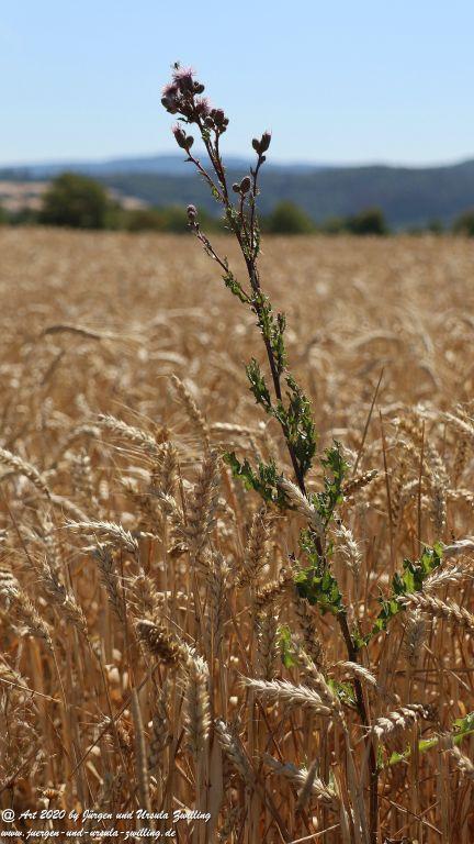 Philosophische Bildwanderung  Wisper Outback Wisper Trail - Taunus