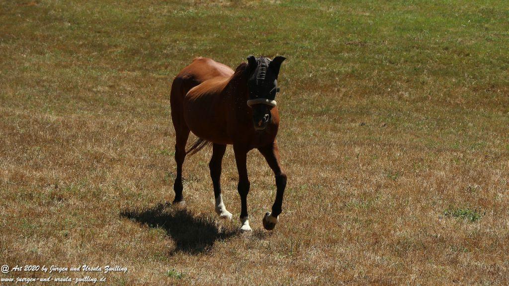 Philosophische Bildwanderung  Der Überhöhische Wisper Trail - Taunus