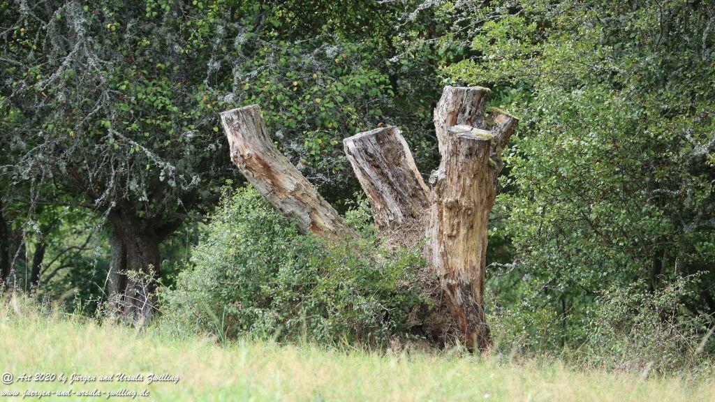 Philosophische Bildwanderung Glaabacher Almauftrieb Wisper Trail - Taunus