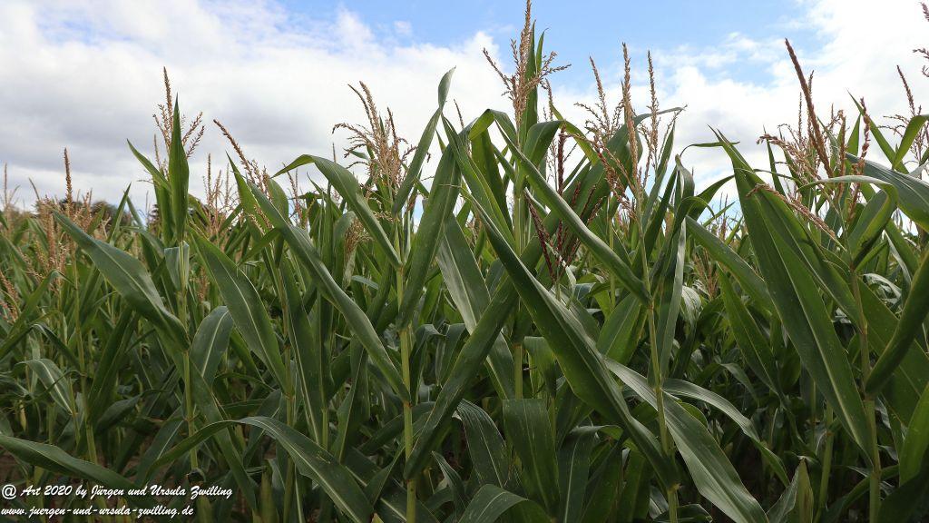 Philosophische Bildwanderung  Ranseler Höhenrausch Wisper Trail - Taunus