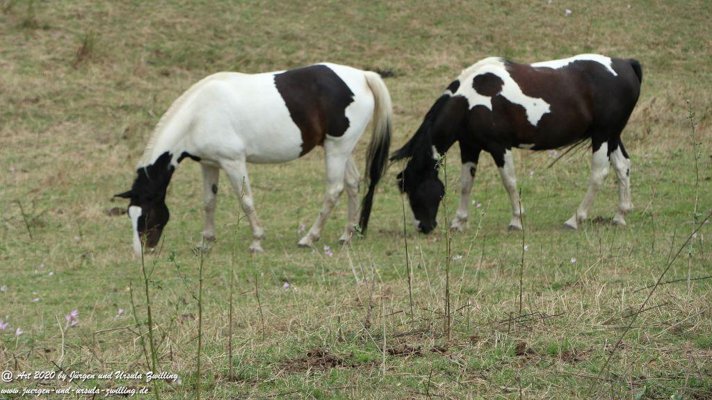 Philosophische Bildwanderung  Ranseler Höhenrausch Wisper Trail - Taunus