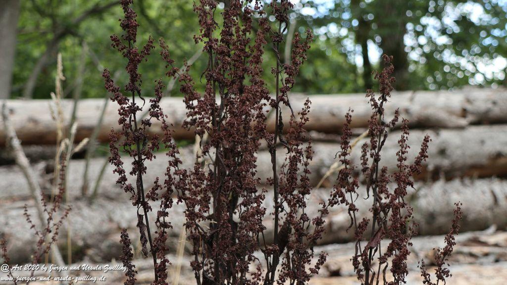 Philosophische Bildwanderung  Ranseler Höhenrausch Wisper Trail - Taunus