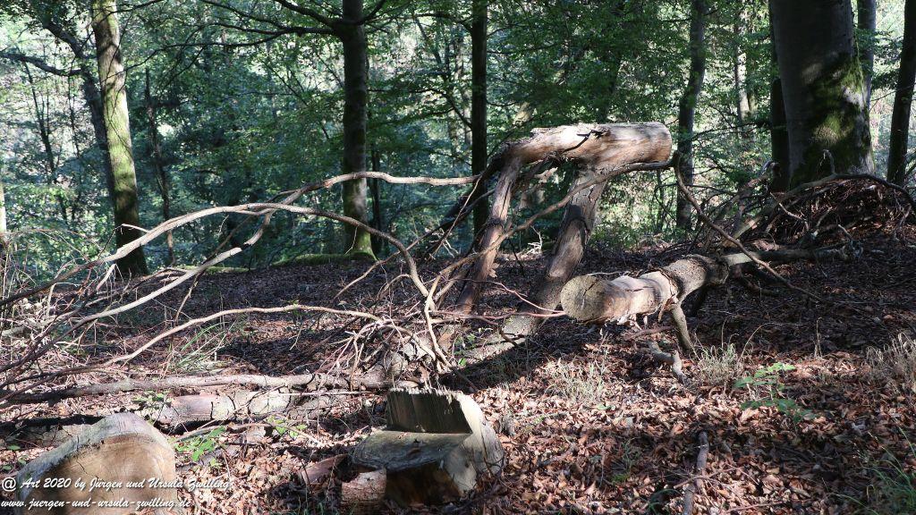 Philosophische Bildwanderung  Ranseler Höhenrausch Wisper Trail - Taunus