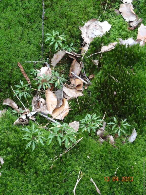 Wandertour Felsenland Sagenweg Etappe 3