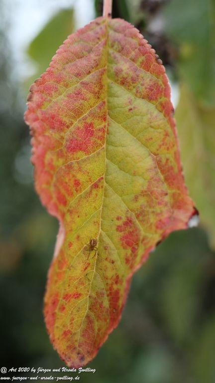 Herbst in Rheinhessen