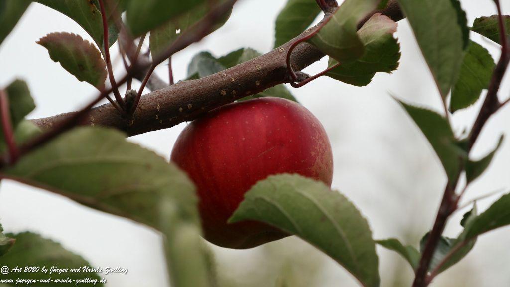 Herbst in Rheinhessen