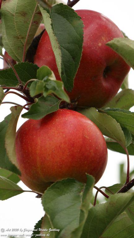 Herbst in Rheinhessen