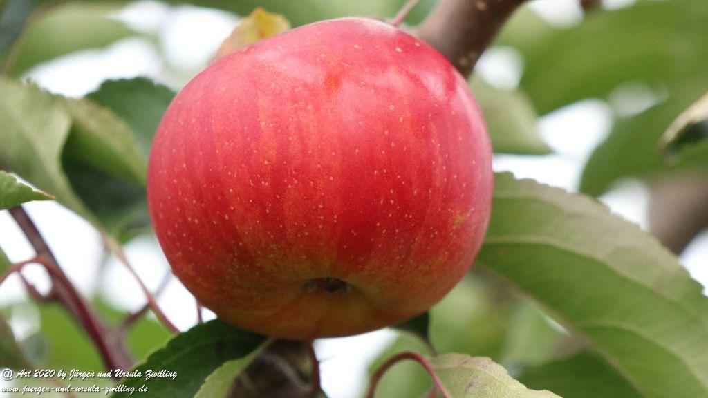Herbst in Rheinhessen
