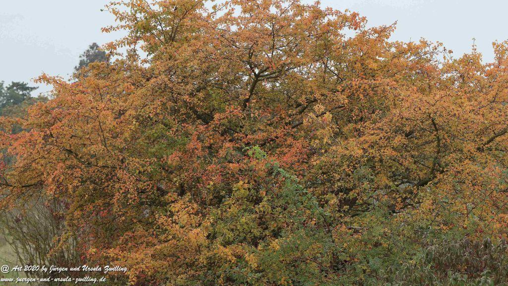 Herbst in Rheinhessen