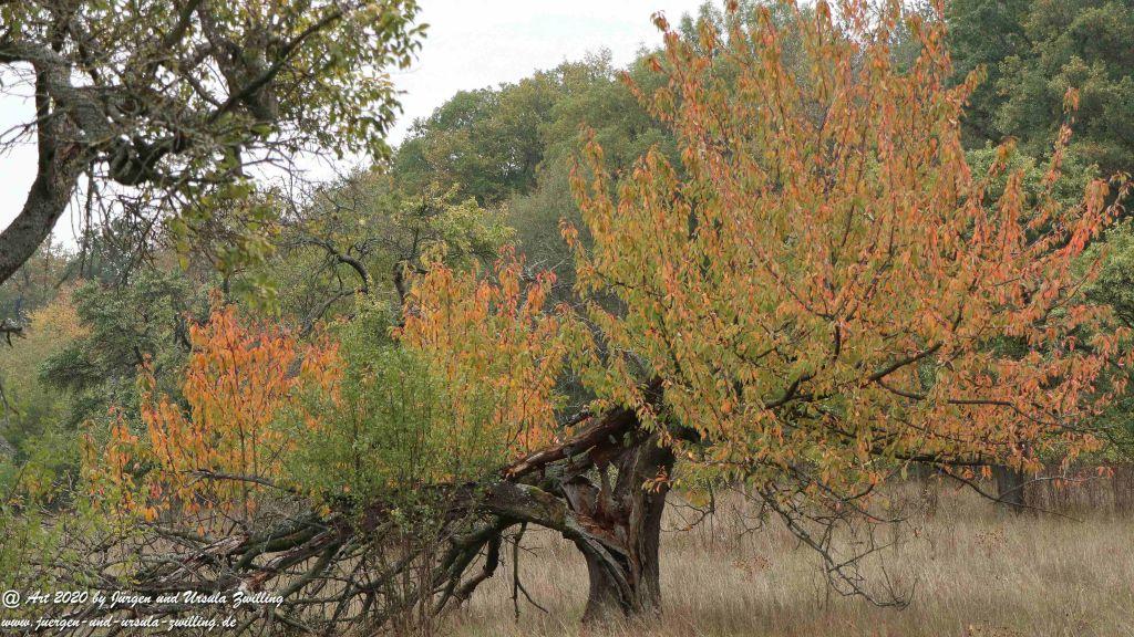 Herbst in Rheinhessen