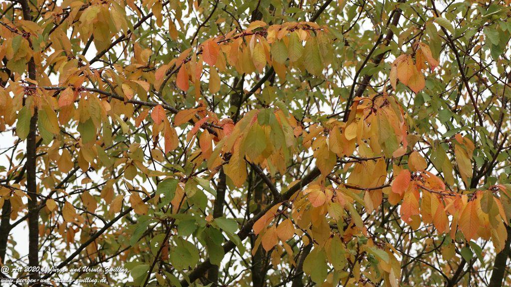 Herbst in Rheinhessen