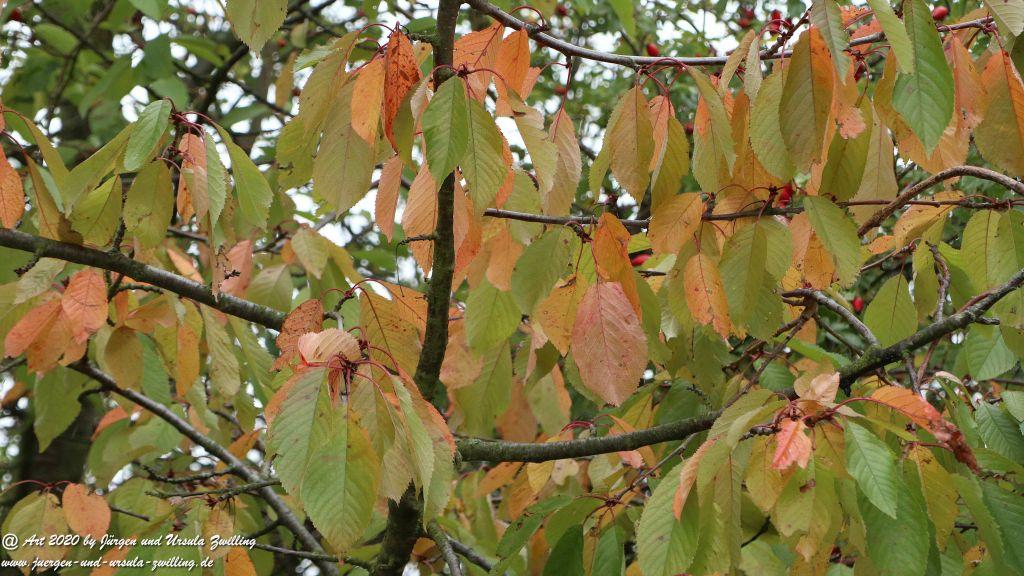 Herbst in Rheinhessen