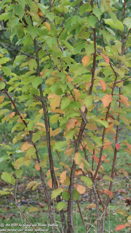 Herbst in Rheinhessen