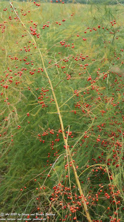 Herbst in Rheinhessen
