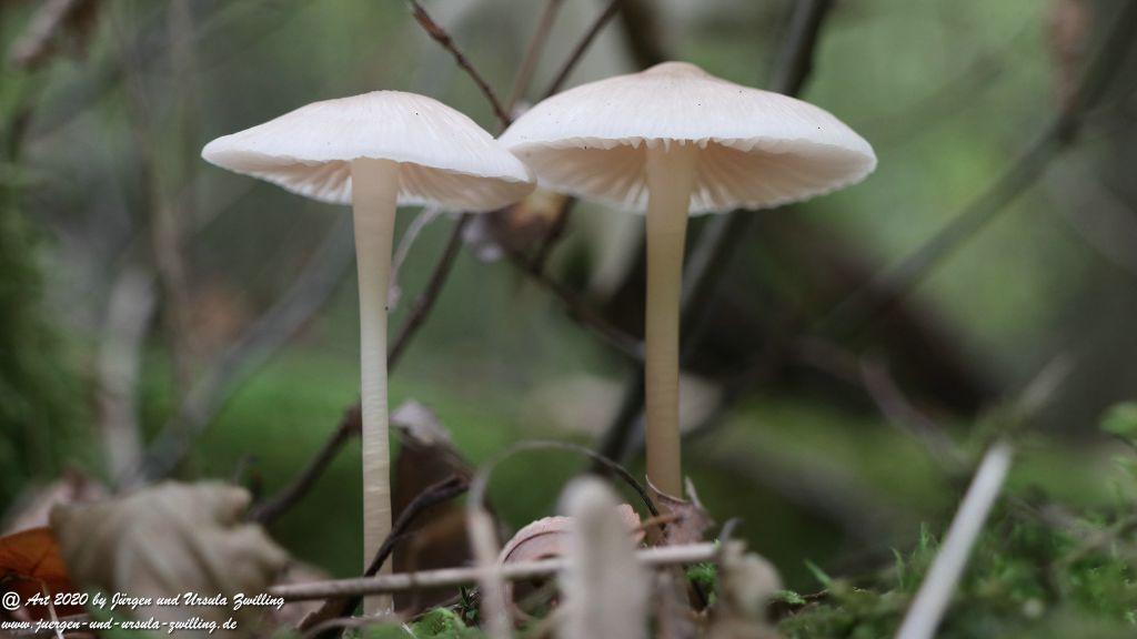 Herbst in Rheinhessen